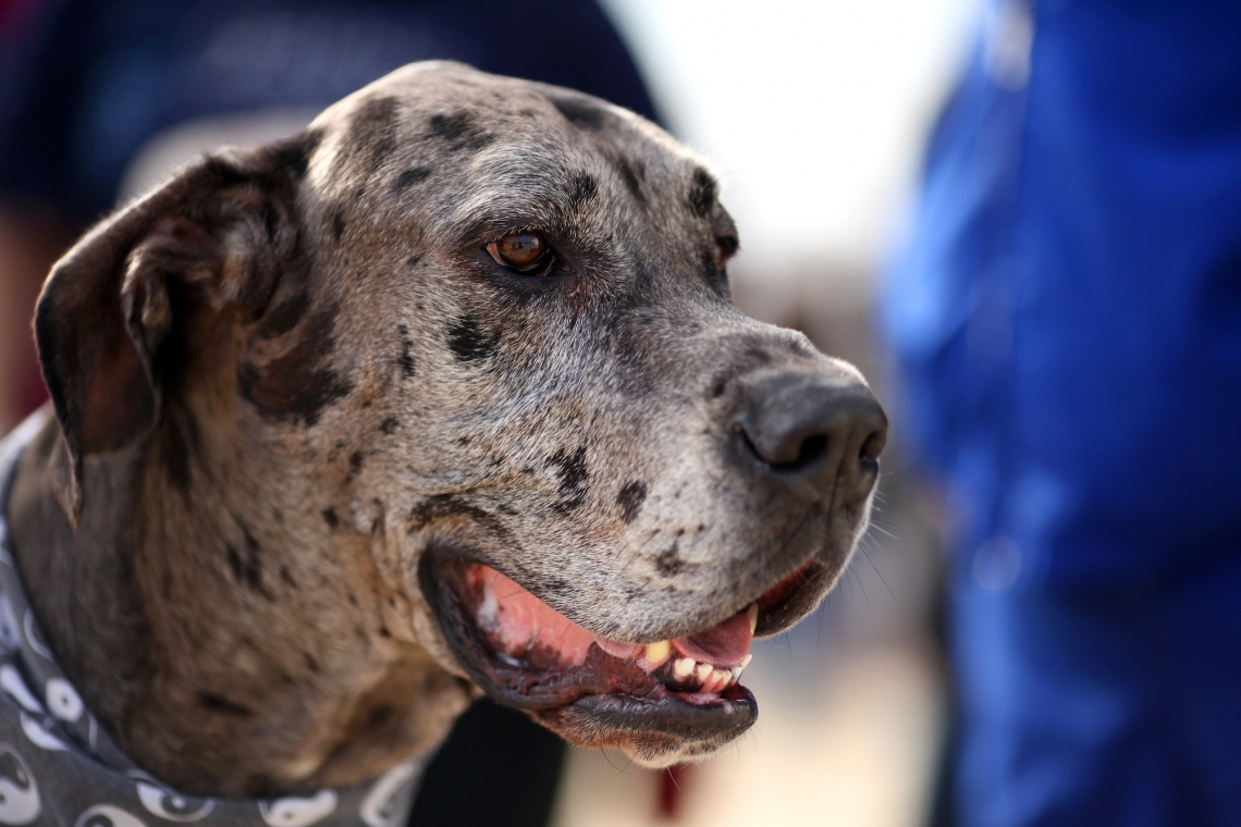La Torsione Dilatazione gastrica (GDV) nel cane